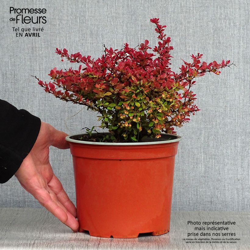 Spécimen de Berberis thunbergii Fireball - Epine-vinette Pot de 2L/3L tel que livré au printemps