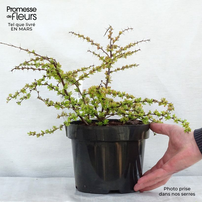 Example of Berberis thunbergii Golden Carpet - Epine-vinette Pot de 3L/4L as you get in printemps