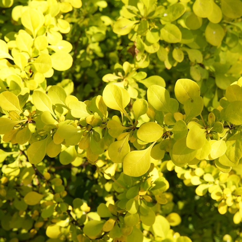 Berberis thunbergii Golden Carpet - Epine-vinette (Foliage)