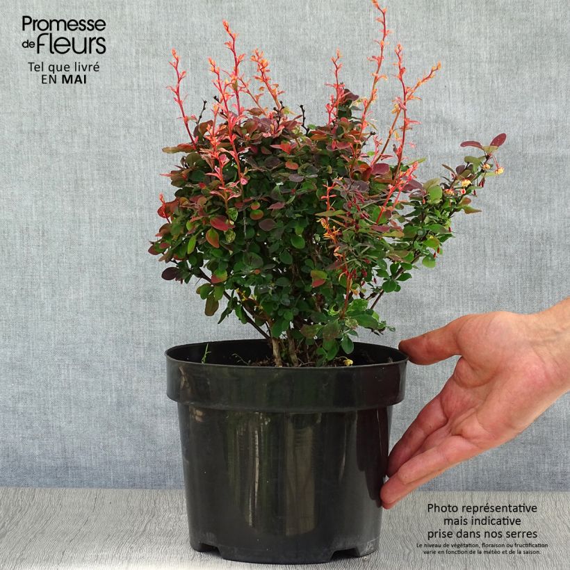 Example of Berberis thunbergii Inspiration - Épine-vinette Pot de 2L/3L as you get in printemps