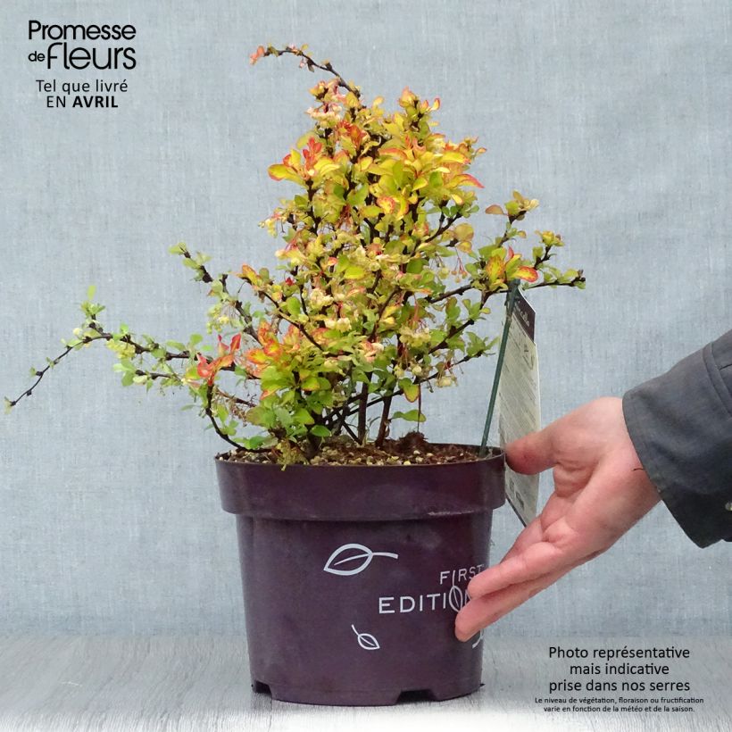 Example of Berberis thunbergii Limoncello - Epine-vinette Pot de 3L/4L as you get in printemps