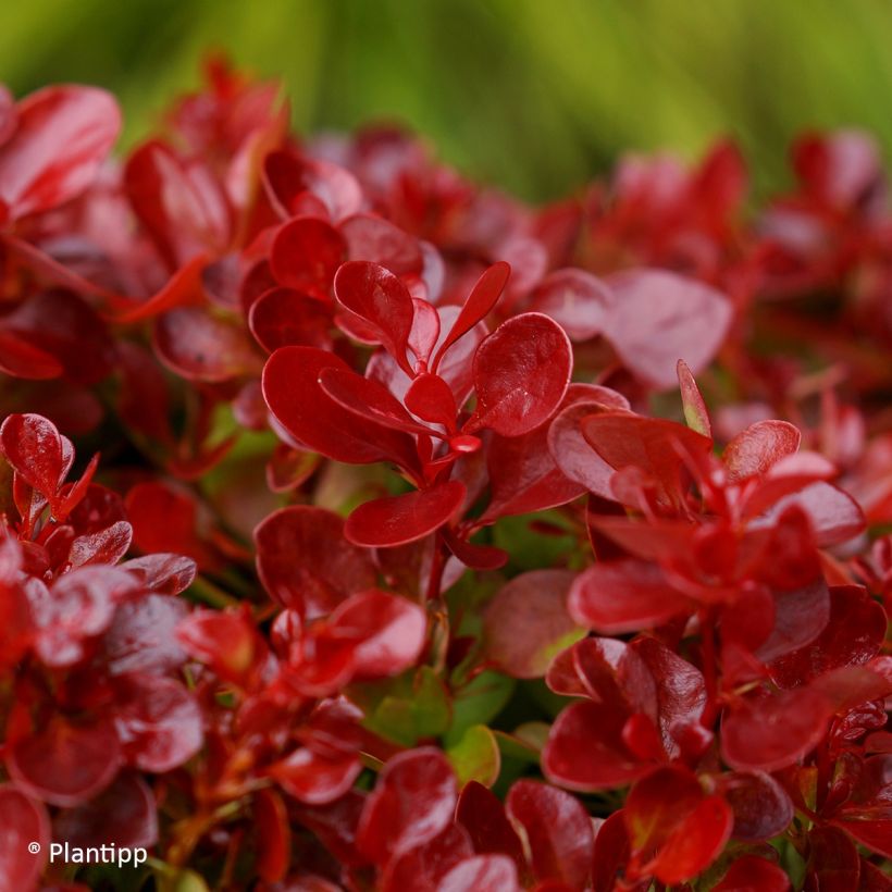 Berberis thunbergii Lutin Rouge -  Epine-vinette naine (Foliage)