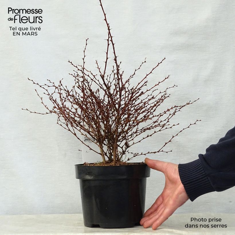 Spécimen de Berberis thunbergii Red Dream - Epine-vinette Pot de 3L/4L tel que livré au printemps