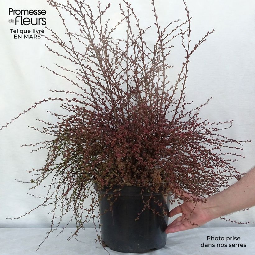 Spécimen de Berberis thunbergii Red Dream - Epine-vinette Pot de 7,5L/10L tel que livré au printemps