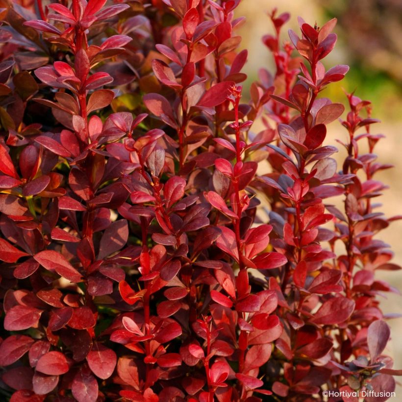 Berberis thunbergii Red Torch - Epine-vinette (Foliage)
