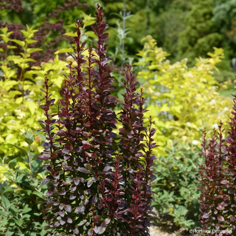 Berberis thunbergii Red Torch - Epine-vinette (Plant habit)