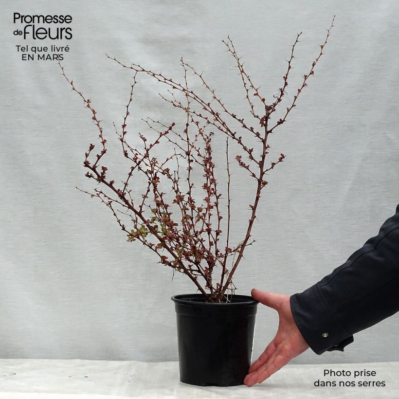 Example of Berberis thunbergii Rosy Glow Pot de 2L/3L as you get in printemps