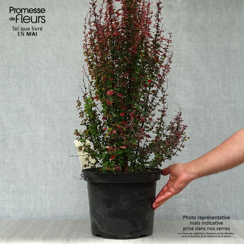 Spécimen de Berberis thunbergii Rosy Rocket Pot de 7,5L/10L tel que livré au printemps