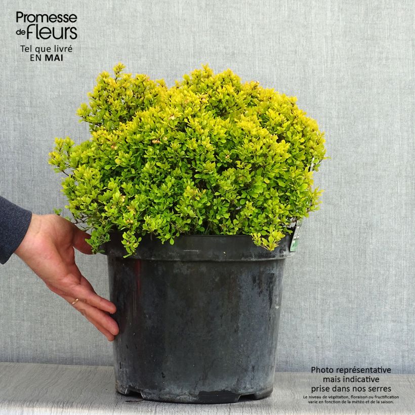 Example of Berberis thunbergii Tiny Gold - Epine vinette Pot de 7,5L/10L as you get in printemps