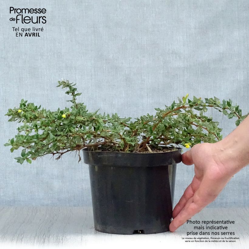 Example of Berberis verrucosa - Épine vinette verruqueuse Pot de 2L/3L as you get in printemps