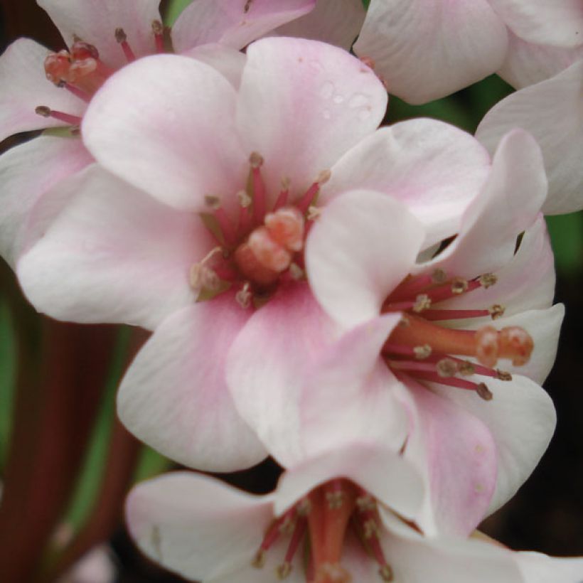 Bergenia Hybride Baby Doll - Plante des savetiers (Flowering)