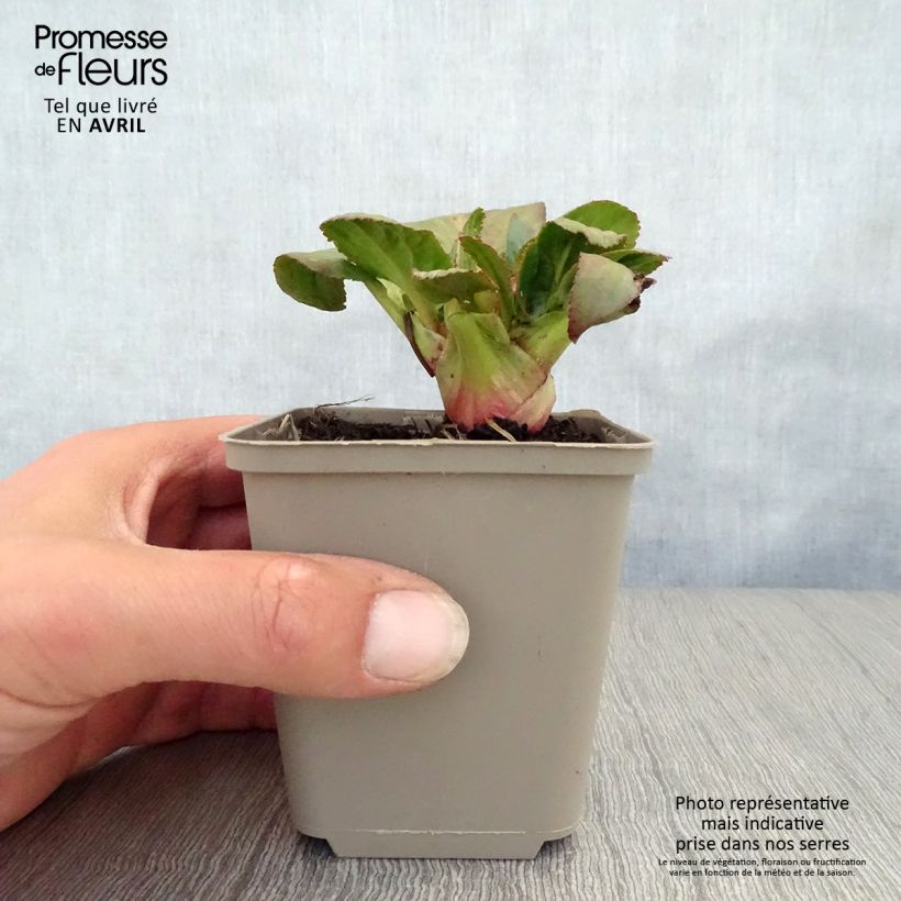 Example of Bergénia Bach - Plante des savetiers Godet de 8/9 cm as you get in printemps
