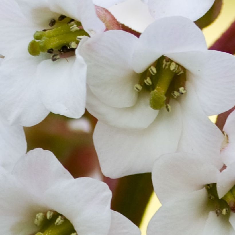 Bergenia Bressingham White (Flowering)