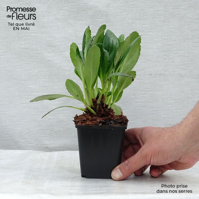 Example of Bergenia Dragonfly Angel Kiss Godet de 8/9 cm as you get in printemps