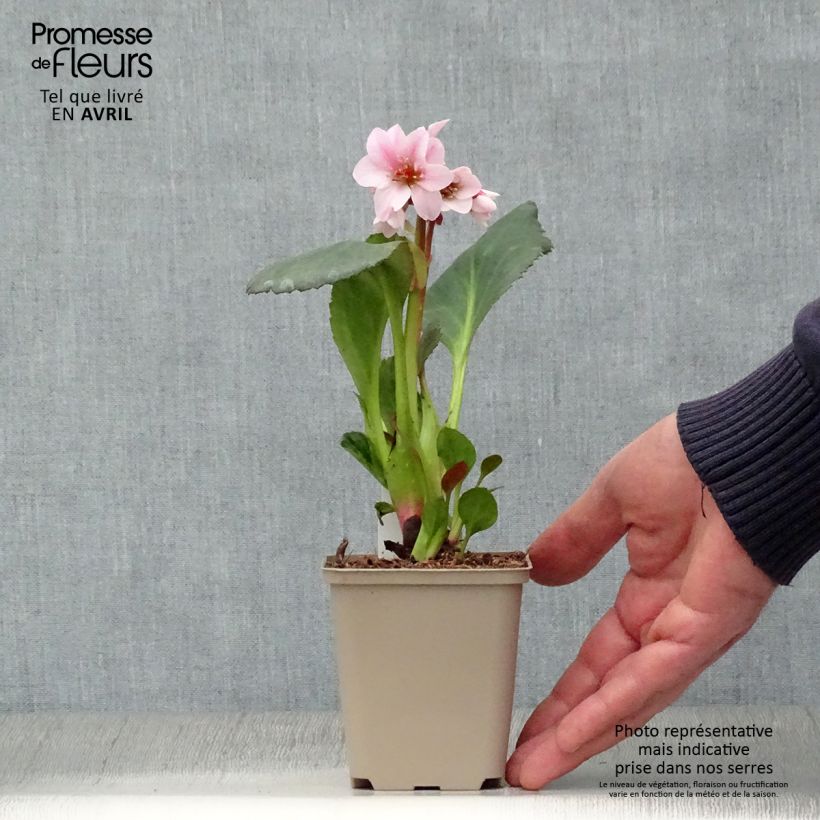Example of Bergenia Dragonfly Sakura - Plante des savetiers Godet de 8/9 cm as you get in printemps