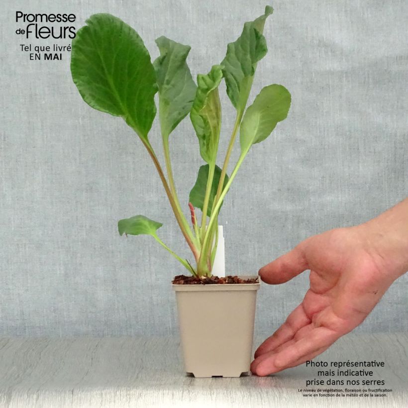 Example of Bergenia Eden's Magic Giant - Plante des savetiers Godet de 8/9 cm as you get in printemps