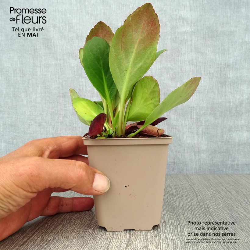 Example of Bergenia Flirt - Plante des savetiers Godet de 8/9 cm as you get in printemps