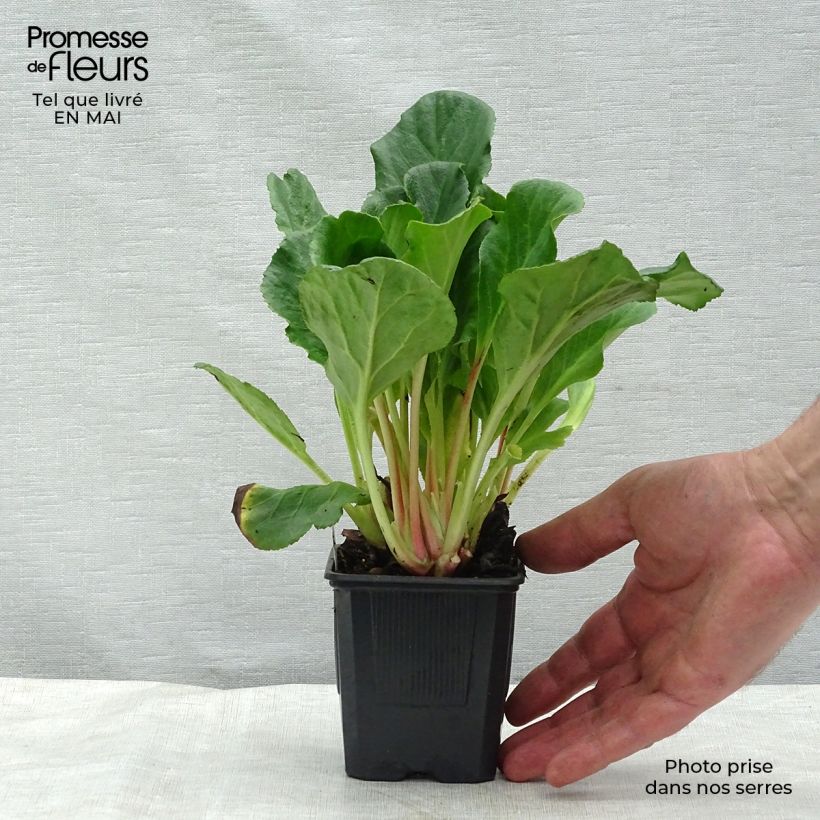 Example of Bergenia hybride Abendglut Godet de 8/9 cm as you get in printemps