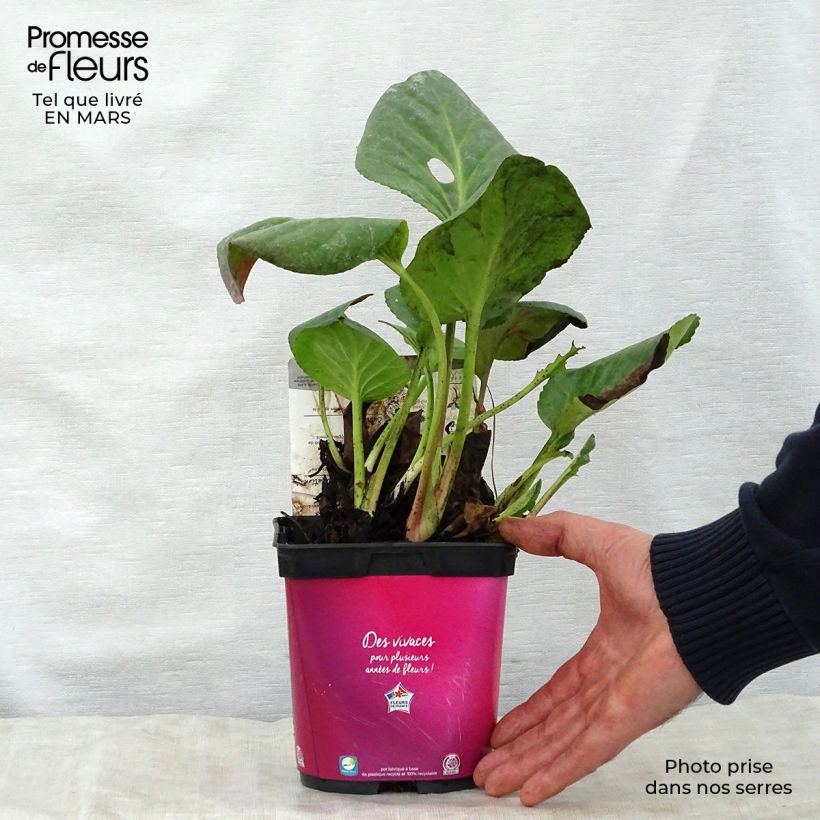 Example of Bergenia hybride Abendglut Pot de 2L/3L as you get in printemps