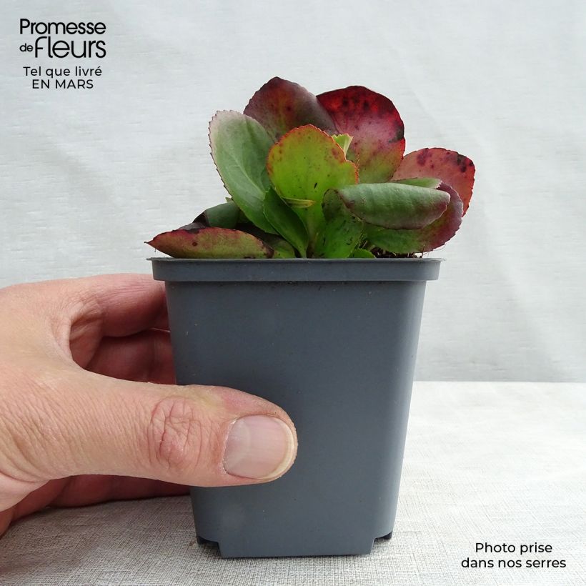 Example of Bergenia Hybride Baby Doll - Plante des savetiers Godet de 8/9 cm as you get in printemps