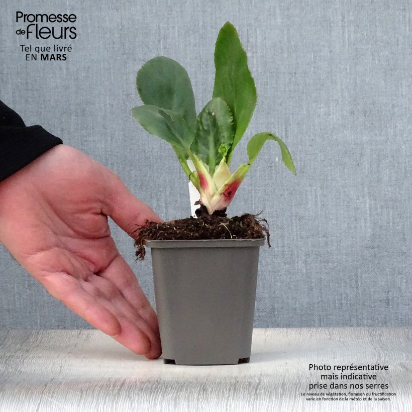 Example of Bergenia Ice Queen - Plante des savetiers Godet de 8/9 cm as you get in printemps