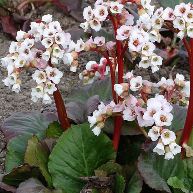Bergenia Jelle - Plante des savetiers (Flowering)