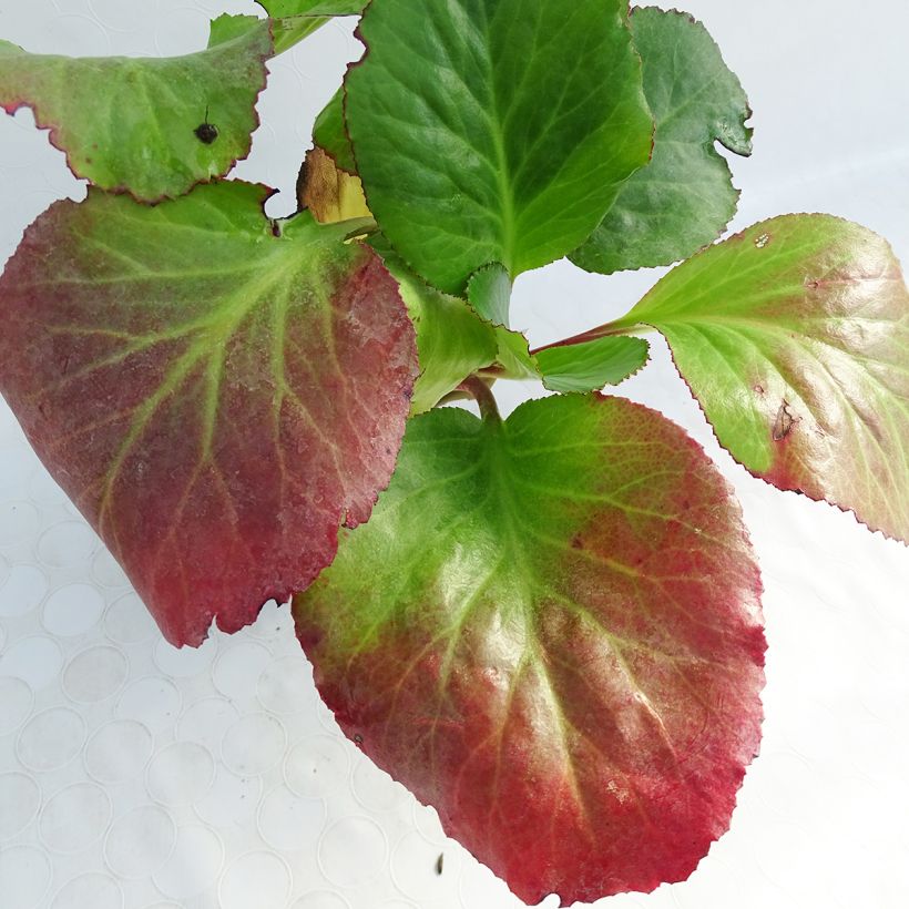 Bergenia Jelle - Plante des savetiers (Foliage)