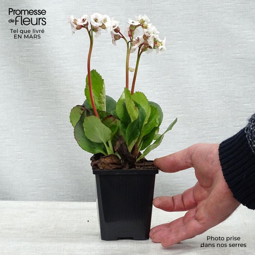 Example of Bergenia Jelle - Plante des savetiers Godet de 8/9 cm as you get in printemps