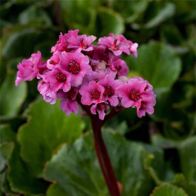 Bergenia Morgenrote - Plante des savetiers (Flowering)