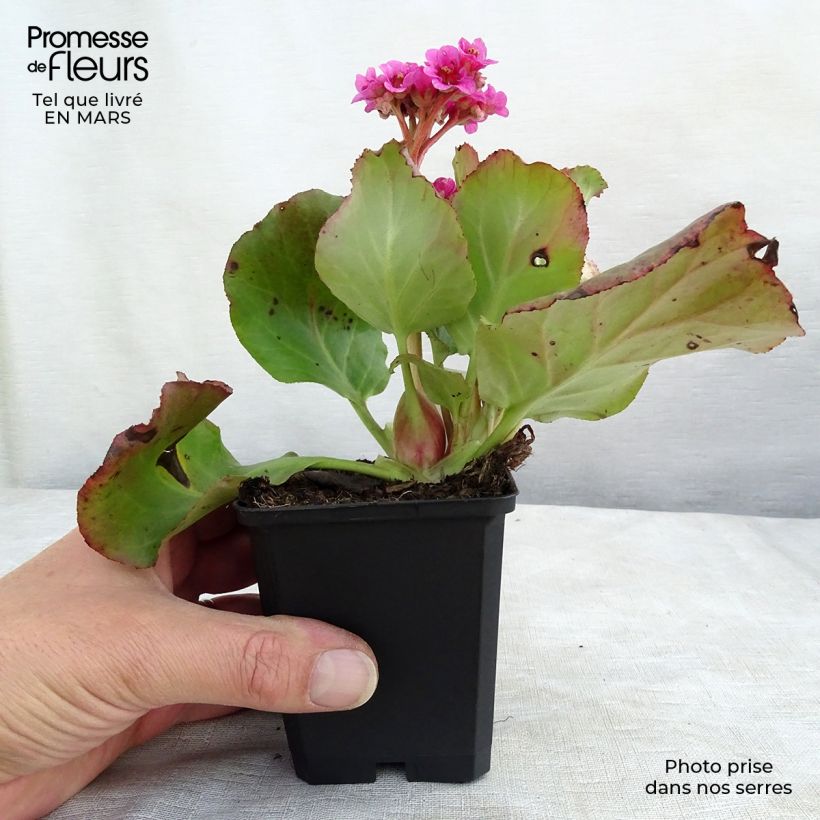 Example of Bergenia Morgenrote - Plante des savetiers Godet de 8/9 cm as you get in printemps