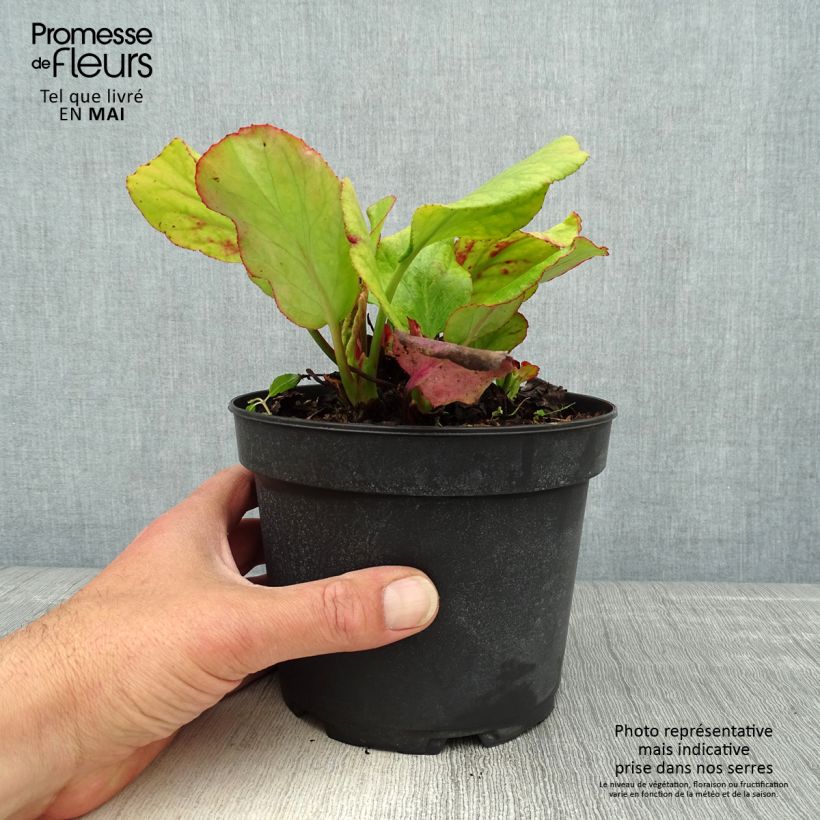 Example of Bergenia Morgenrote - Plante des savetiers Pot de 2L/3L as you get in printemps