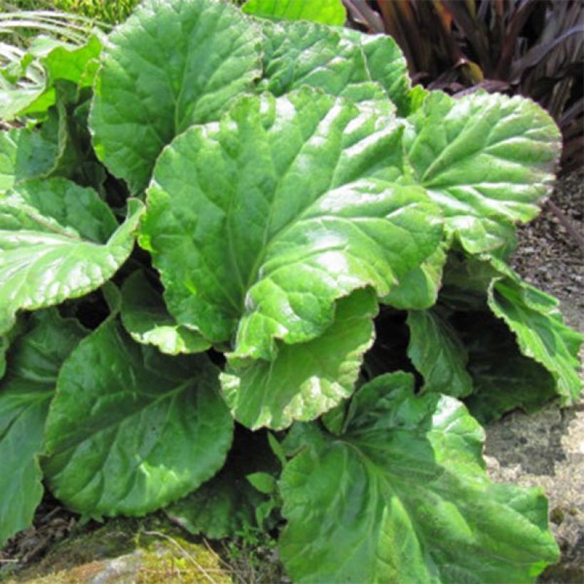 Bergenia Ouvertüre (Foliage)
