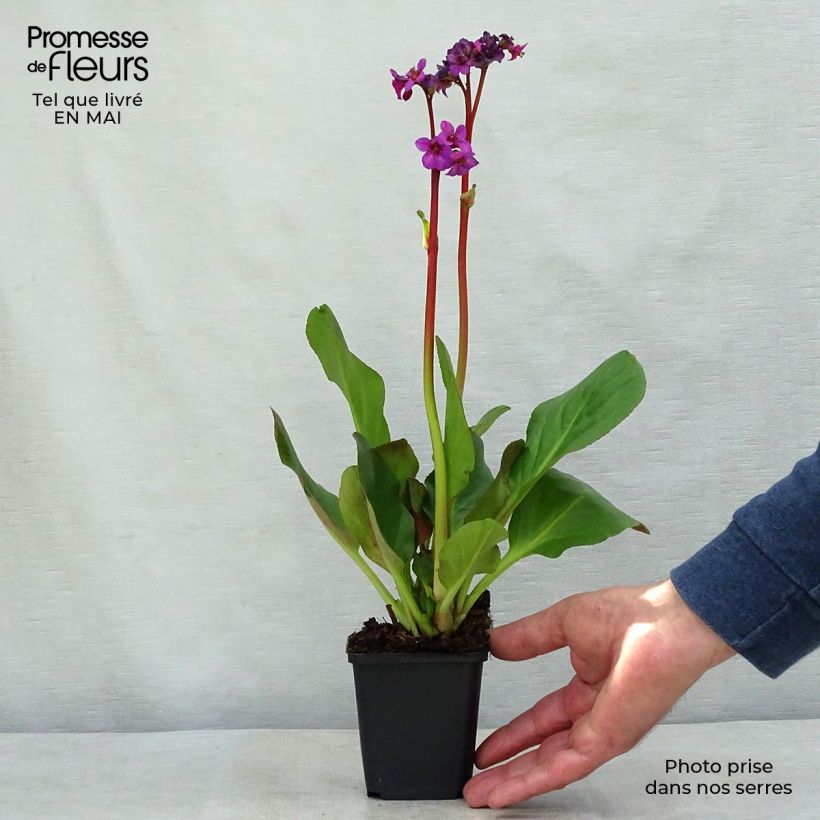 Example of Bergenia Ouvertüre Godet de 8/9 cm as you get in printemps