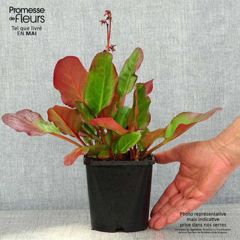 Example of Bergenia Ouvertüre Pot de 1,5L/2L as you get in printemps