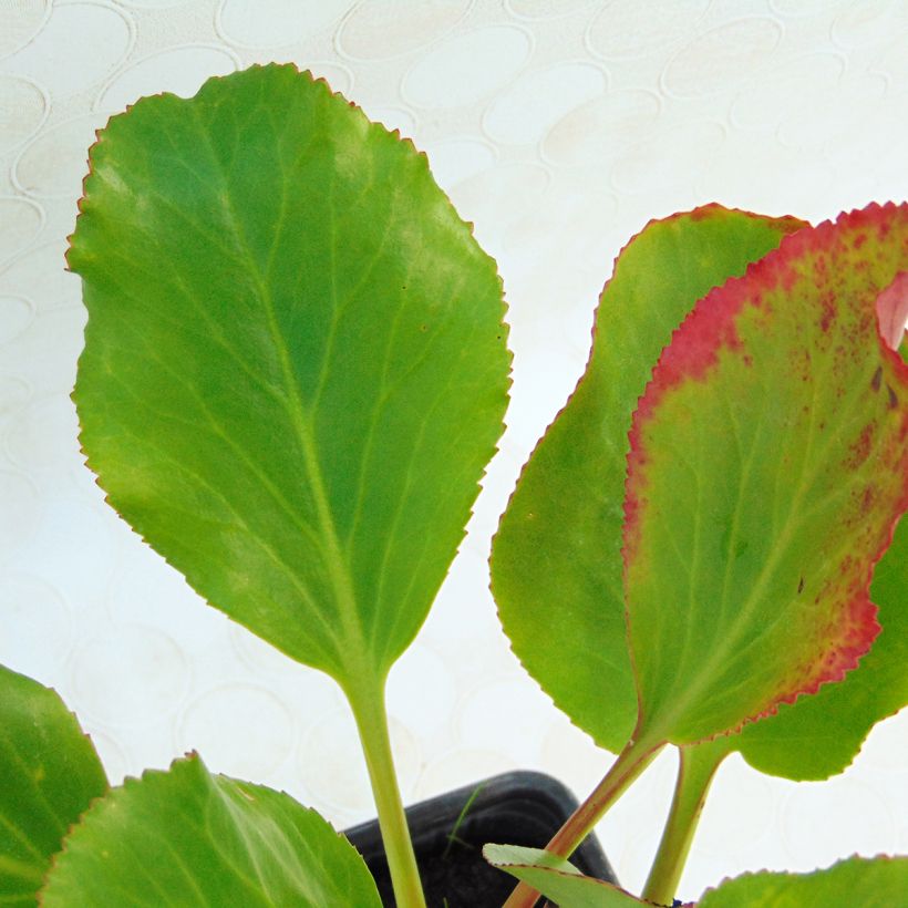 Bergenia Rotblum - Plante des savetiers (Foliage)
