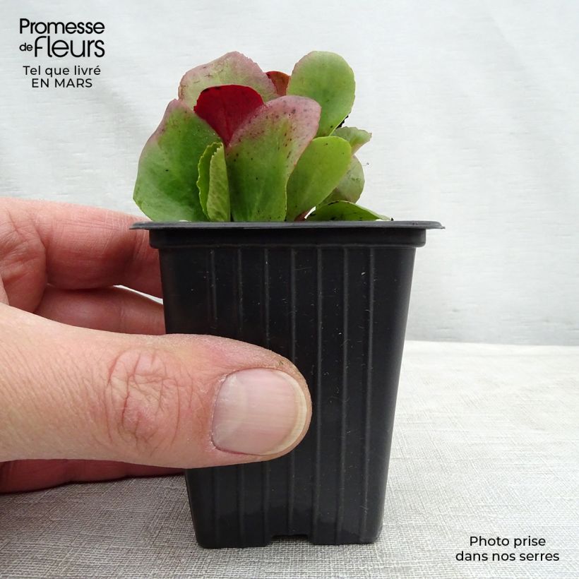 Example of Bergenia Rotblum - Plante des savetiers Godet de 7/8 cm as you get in printemps