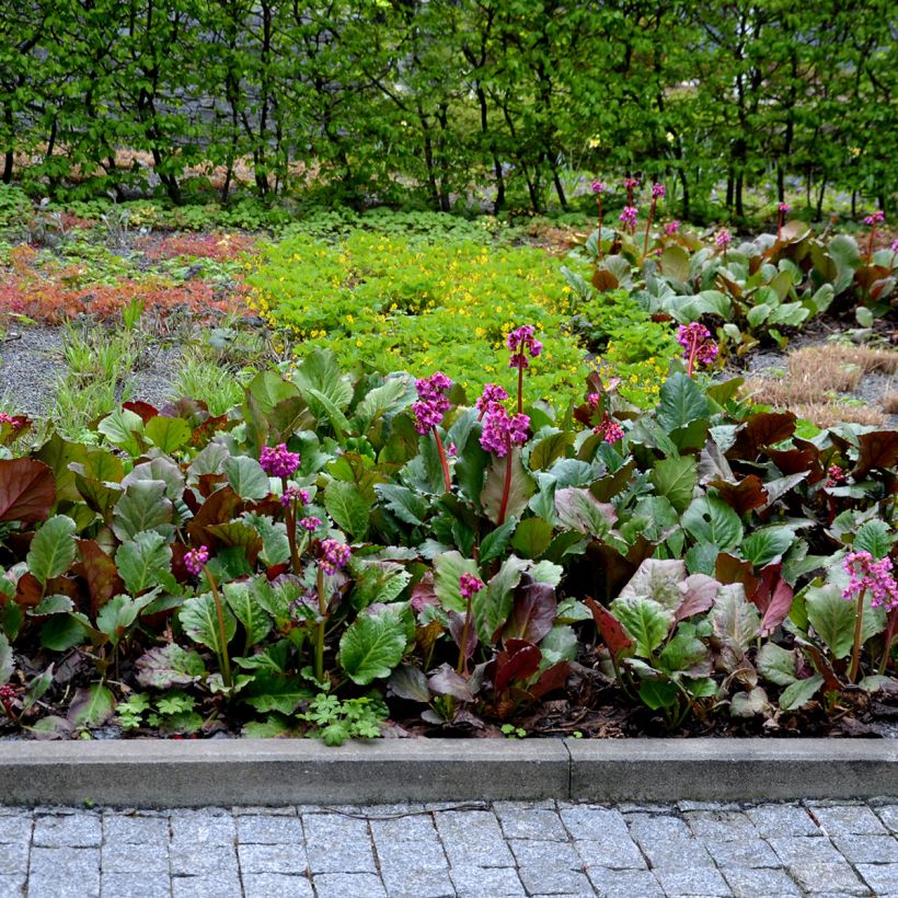 Bergenia Rotblum - Plante des savetiers (Plant habit)