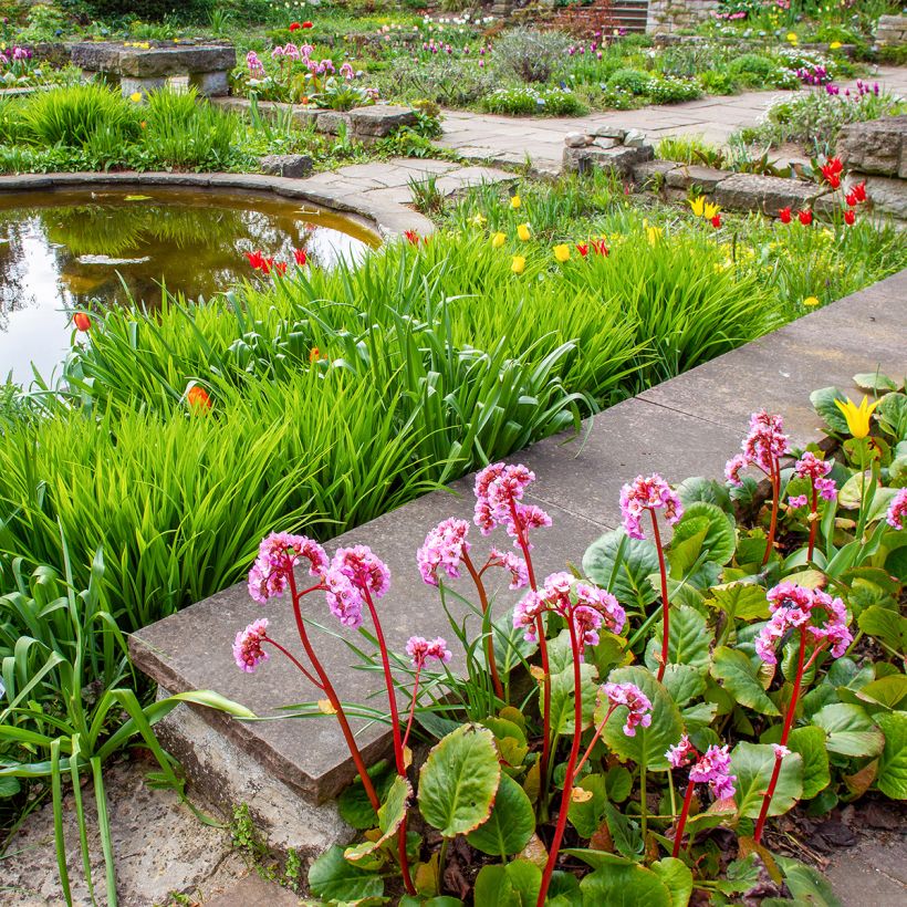 Bergenia ciliata (Port)