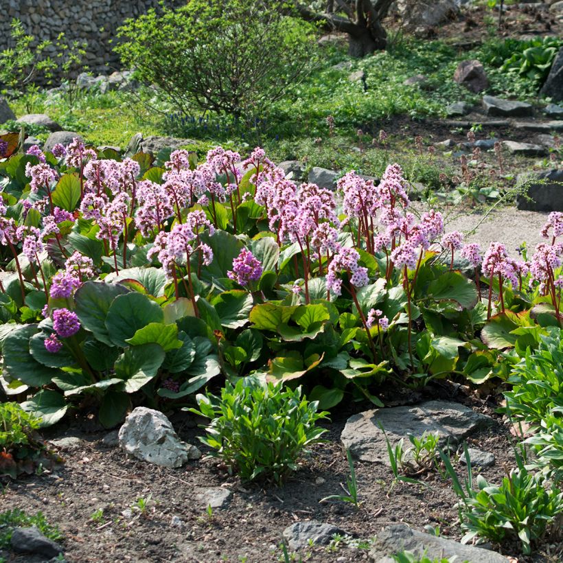Bergenia cordifolia - Plante des savetiers (Plant habit)