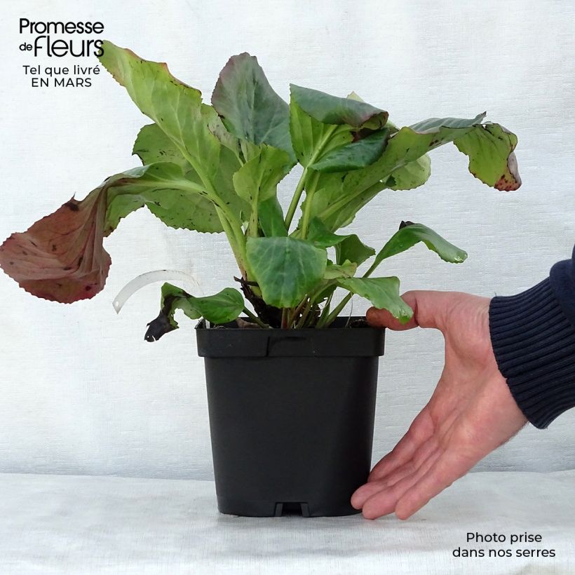 Example of Bergenia cordifolia - Plante des savetiers Pot de 2L/3L as you get in printemps