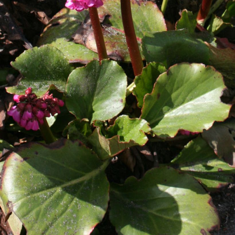 Bergenia hybride Abendglut (Foliage)