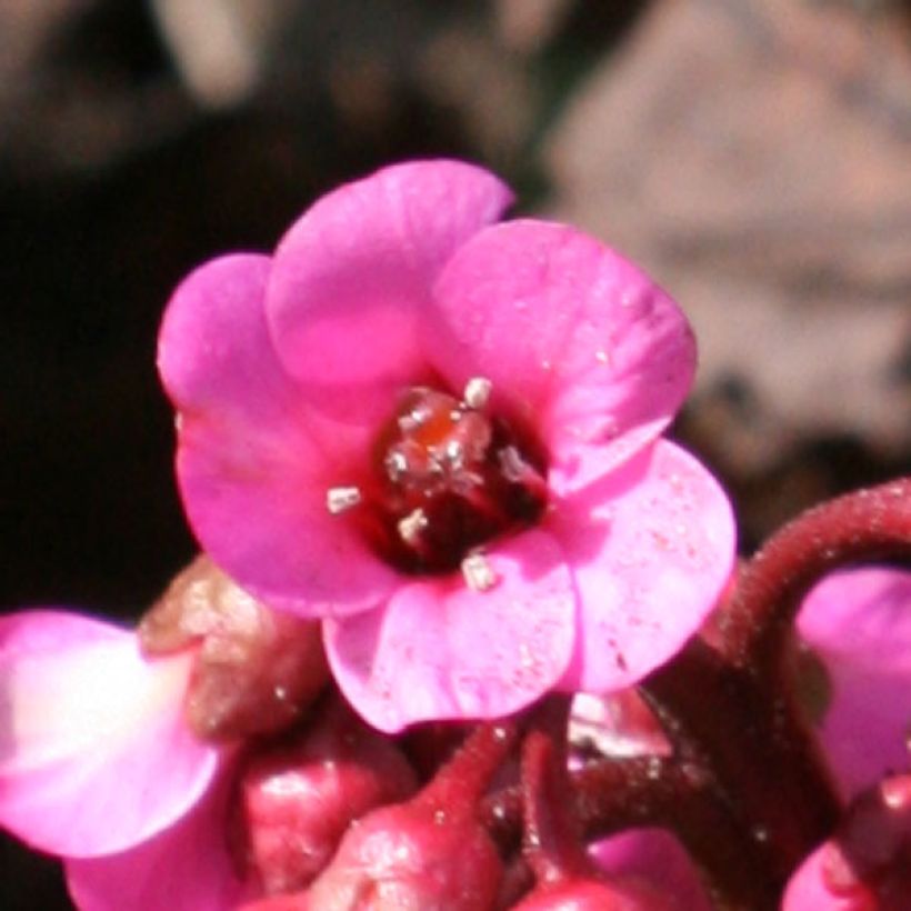 Bergenia hybride Abendglut (Flowering)