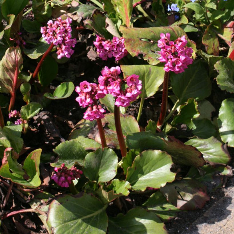 Bergenia hybride Abendglut (Plant habit)