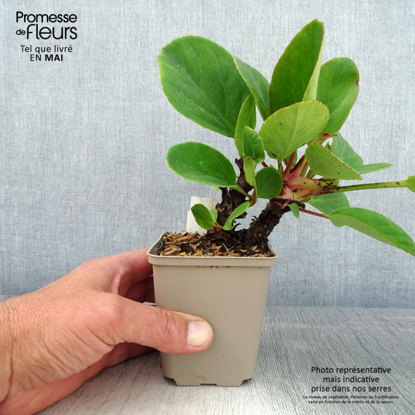 Example of Bergenia schmidtii - Plante des savetiers Godet de 8/9 cm as you get in printemps