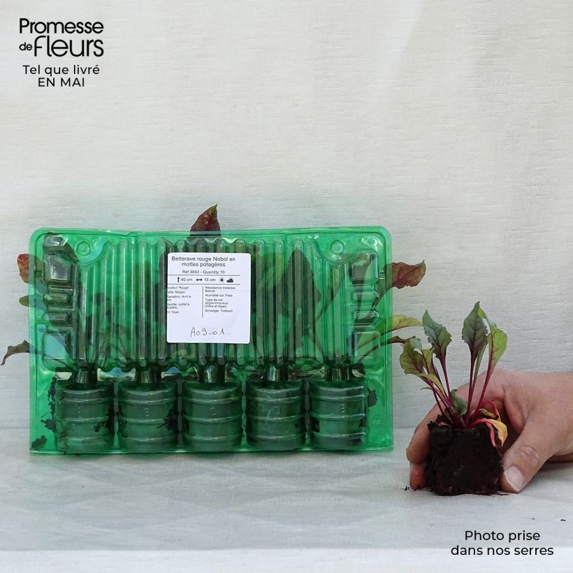 Spécimen de Betterave rouge Nobol en mottes potagères Motte 4 cm x 4,5 cm tel que livré au printemps