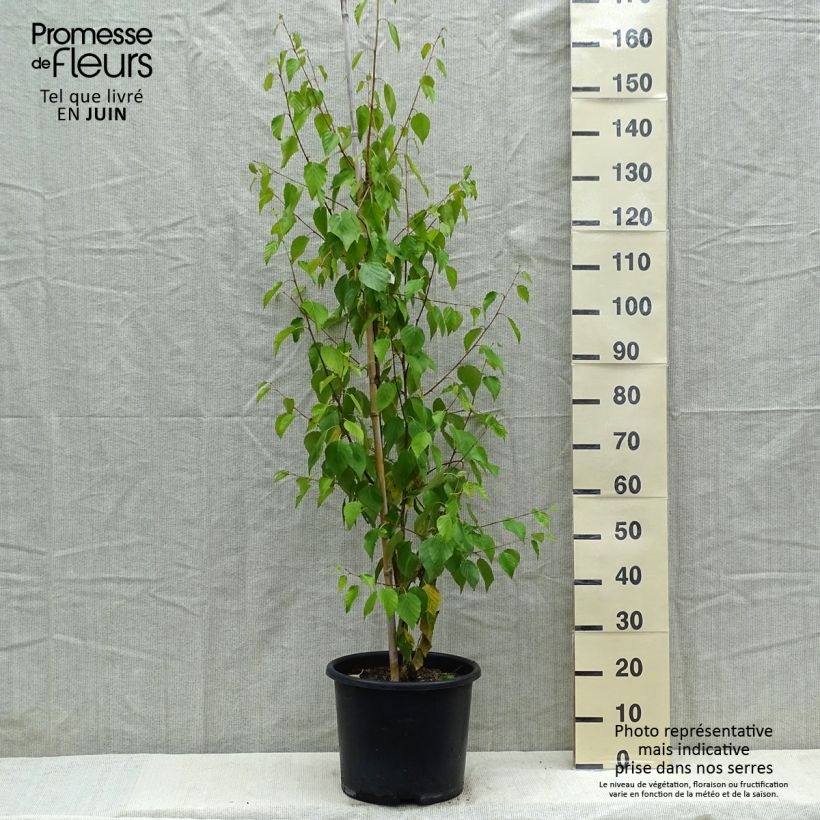 Example of Betula ermanii Holland - Bouleau d'Erman  Pot de 12L/15L as you get in printemps