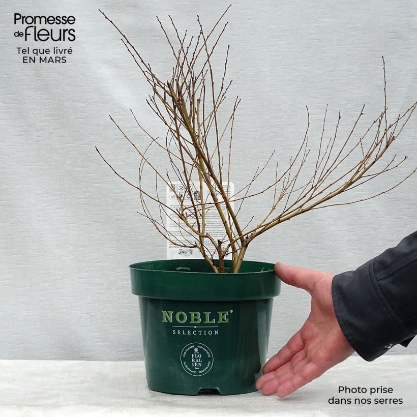 Example of Betula nana Golden Treasure - Bouleau nain à feuillage doré Pot de 3L/4L as you get in printemps