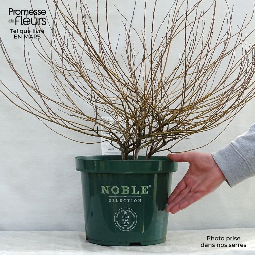 Example of Betula nana Golden Treasure - Bouleau nain à feuillage doré Pot de 7,5L/10L as you get in printemps