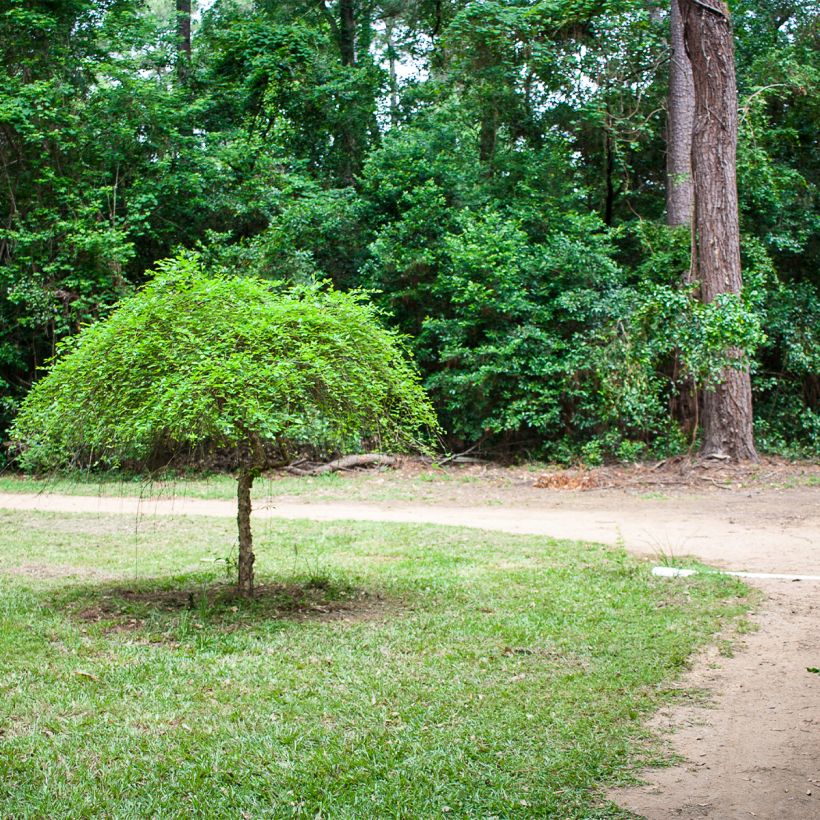 Bouleau noir - Betula nigra Summer Cascade (Plant habit)