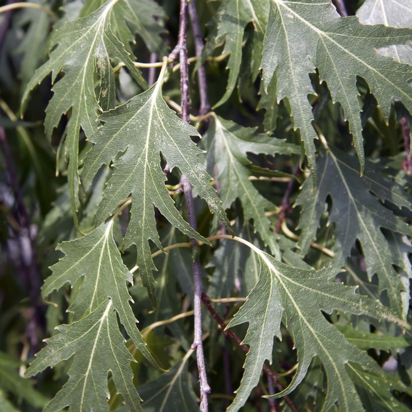 Bouleau pleureur - Betula pendula Crispa (Foliage)